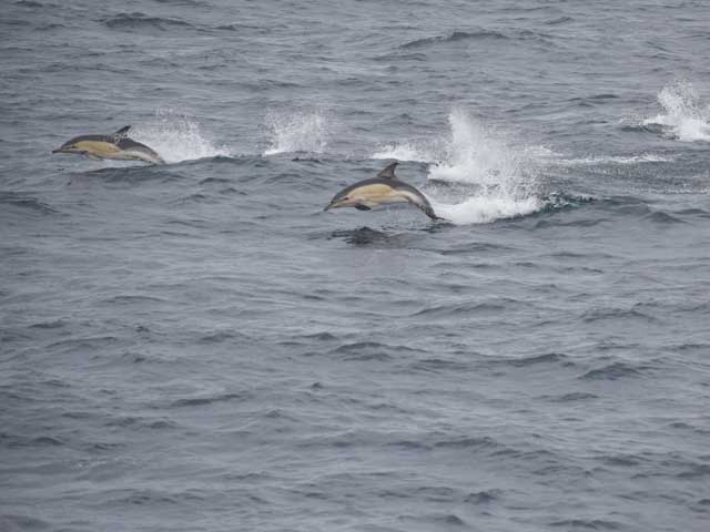 Dolpins swimming off Dorset coast at Portland Bill