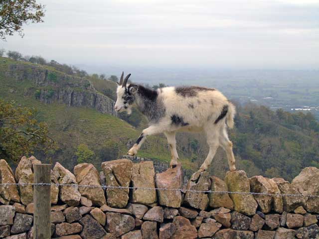Wild goats at Cheddar Gorge